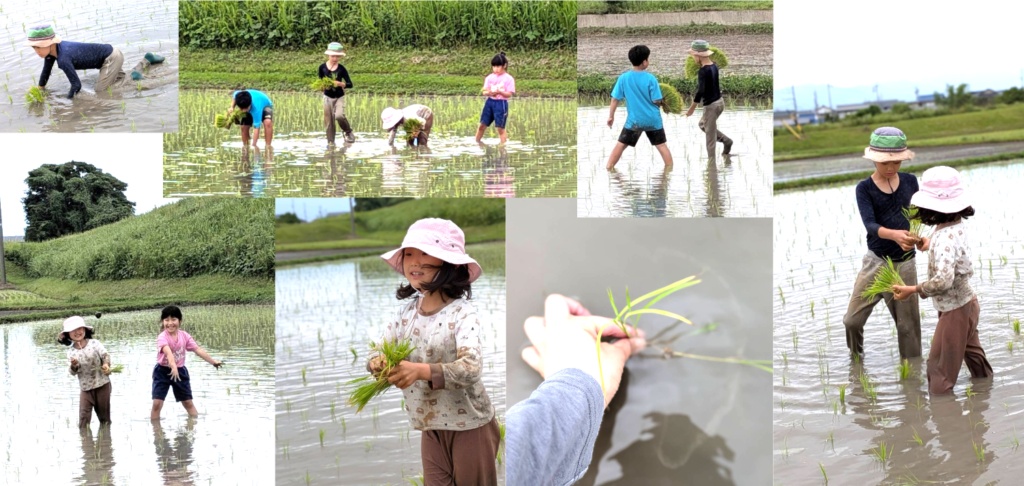 【開催報告】泥んこ笑顔が弾ける！田植え体験イベントを実施しました🌾